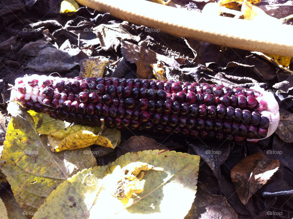 otoño maíz mazorca madrid by babysu