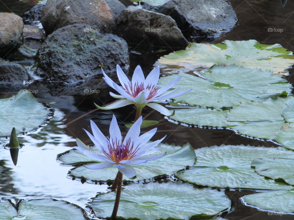 Pond lilies Hawaii 