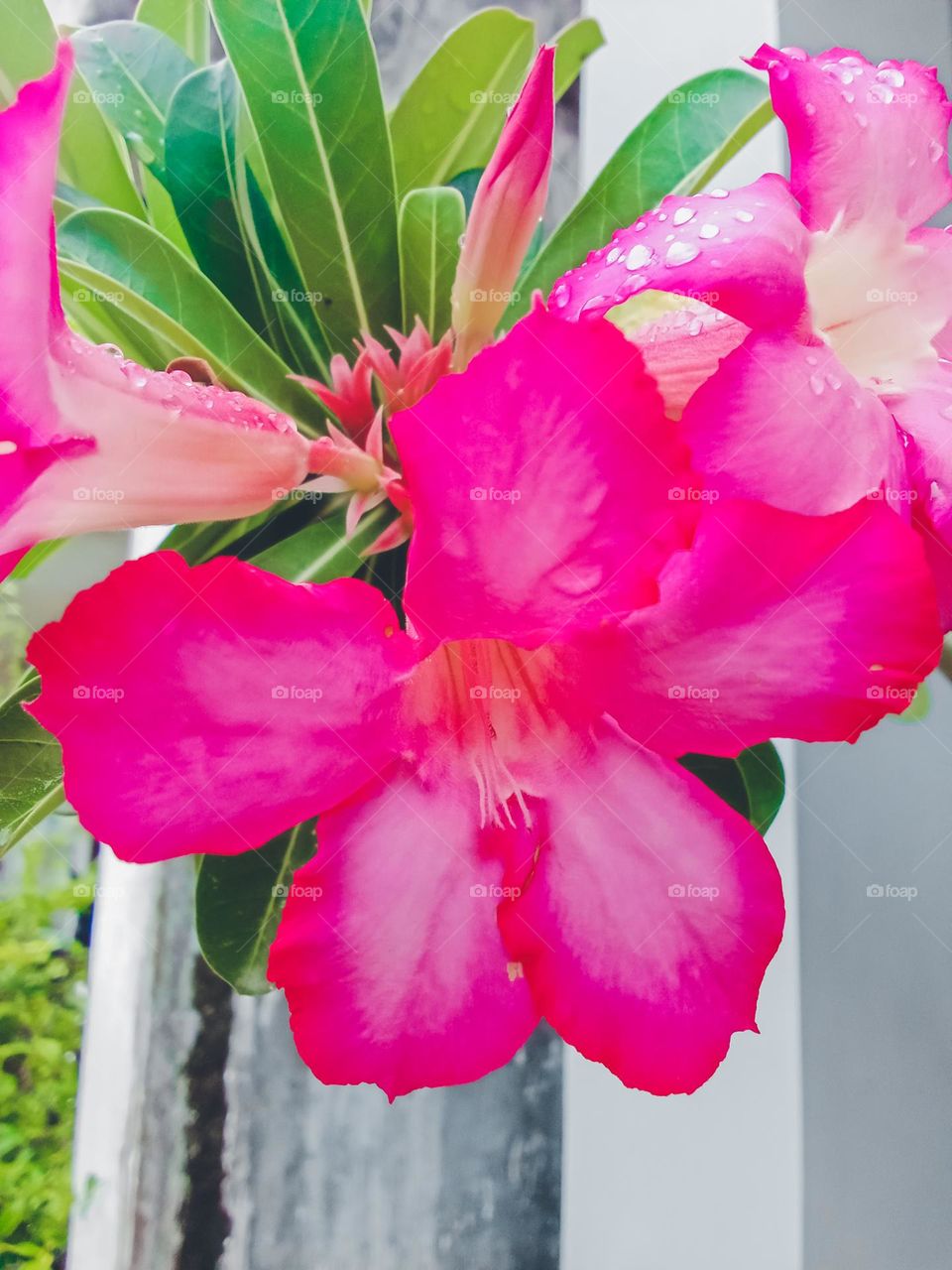 Red flower blooming in the morning