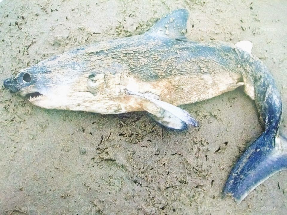 shark on beach