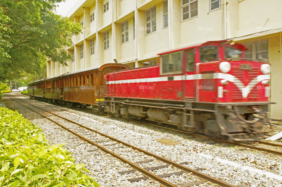 Taiwan Cypress Train