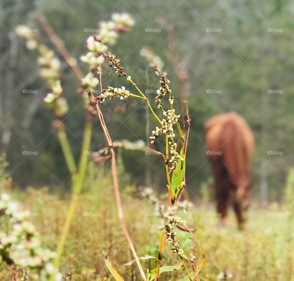 Old Stormy nibbling on some grass in the woods of South Georgia. 
