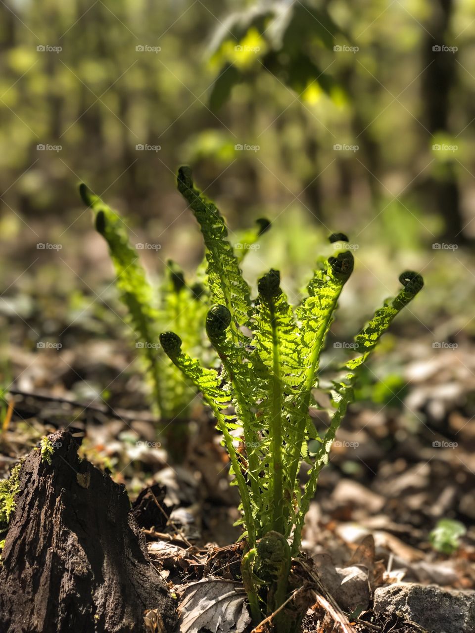 Nature, Leaf, Flora, No Person, Outdoors