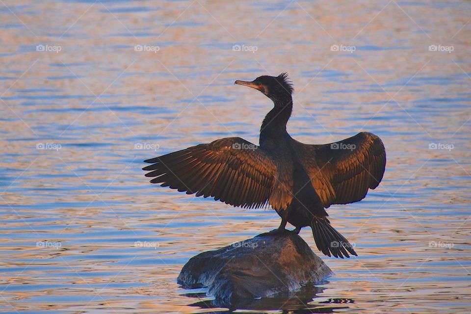 Great Cormorant drying it's wings in the morning sun