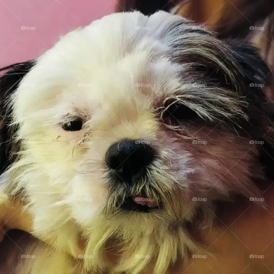 my most beautiful and cute doggy.