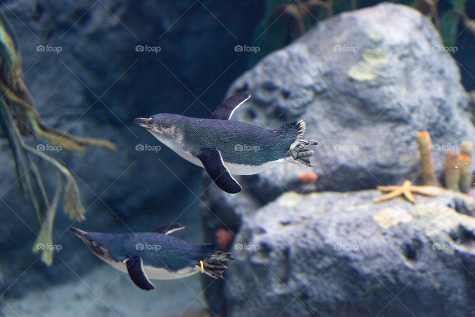 swimming two aquarium underwater by splicanka