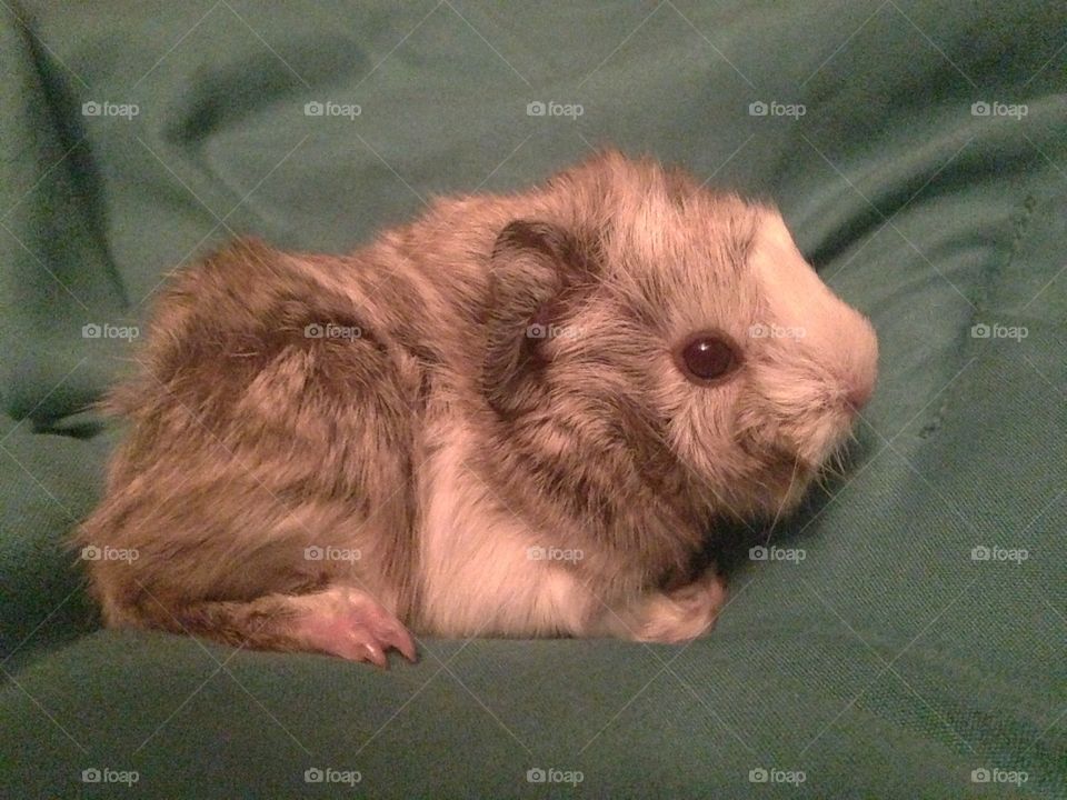 Francis baby guinea pig
