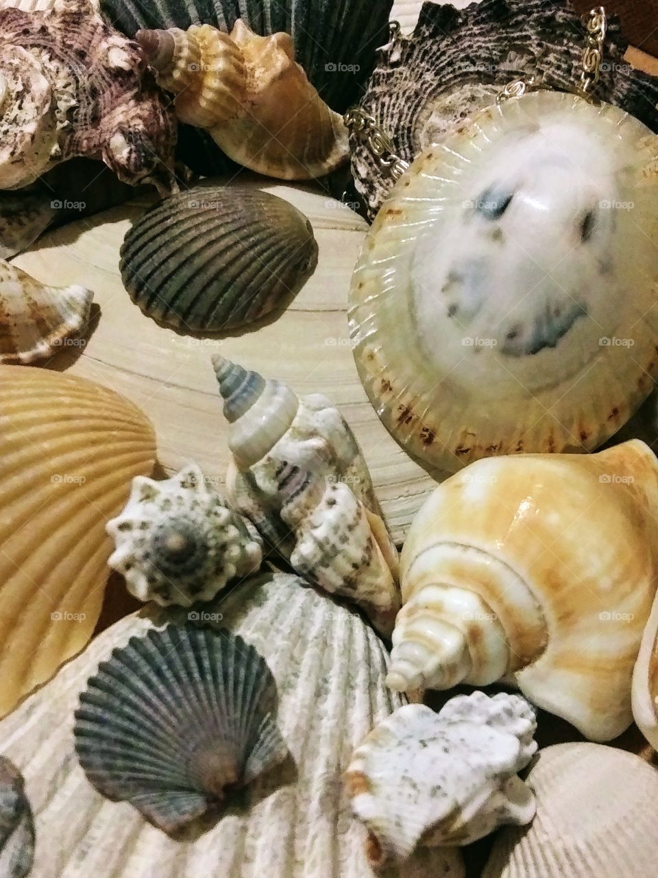 group of seashells