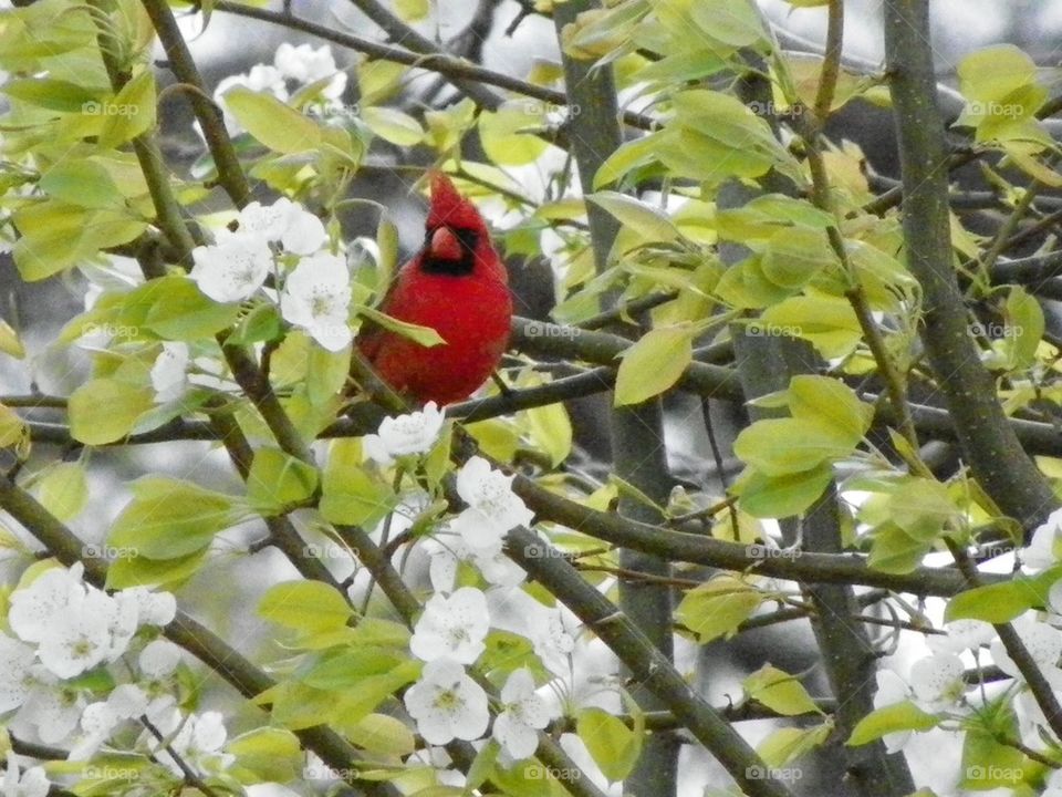 Cardinal in bloom