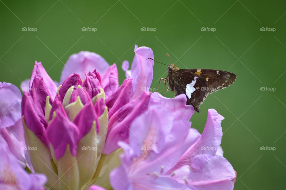 a moth on the search for nectar