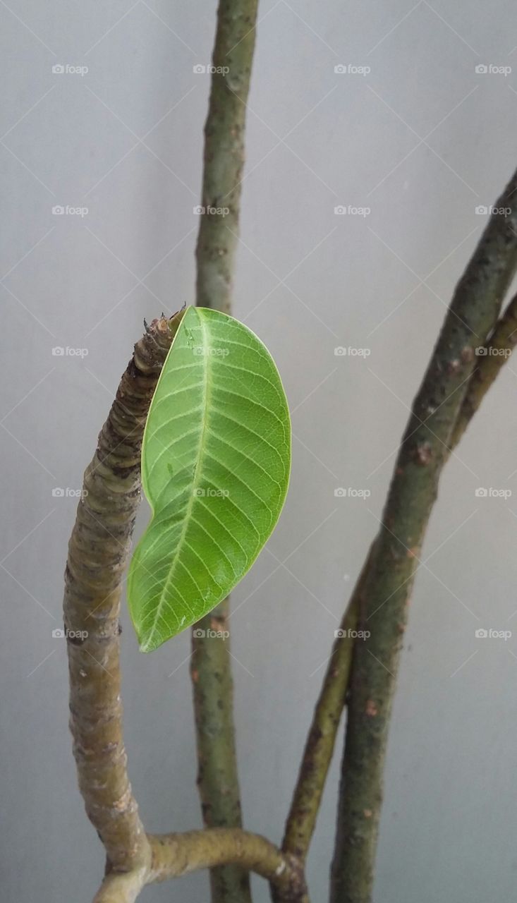 Leaf