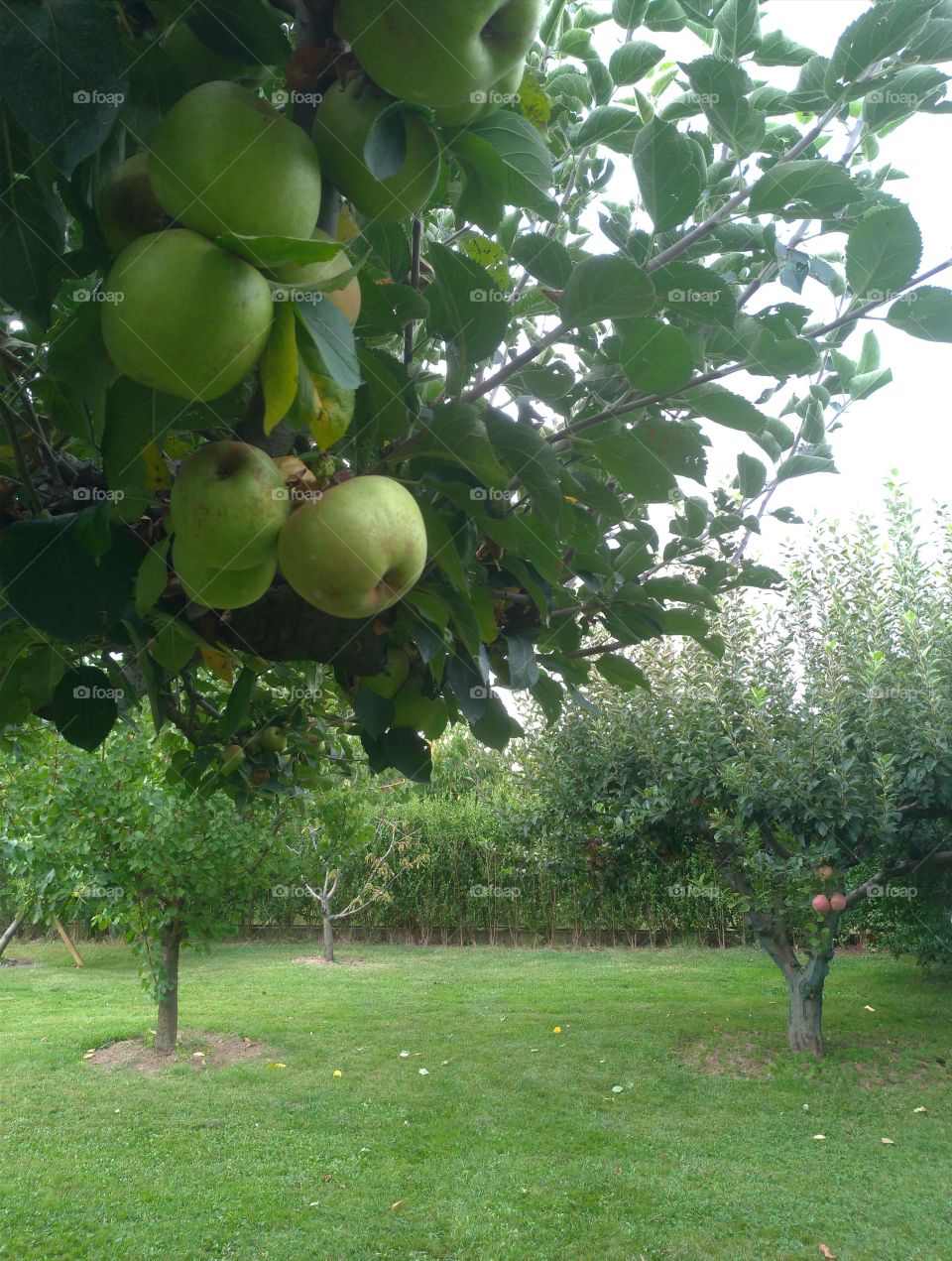 Manzanas verdes en el árbol de una huerta