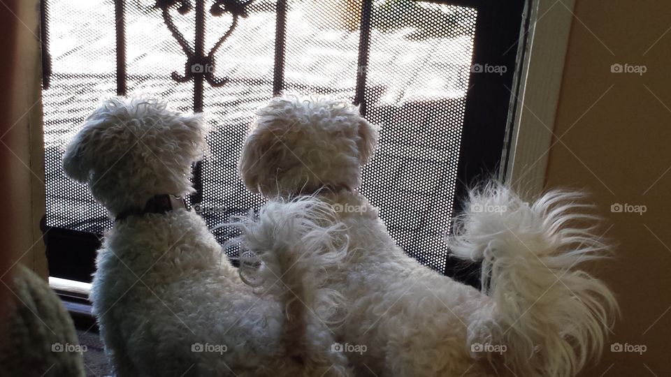 The Watch Dogs. Always on guard looking for a cat or the mailman.