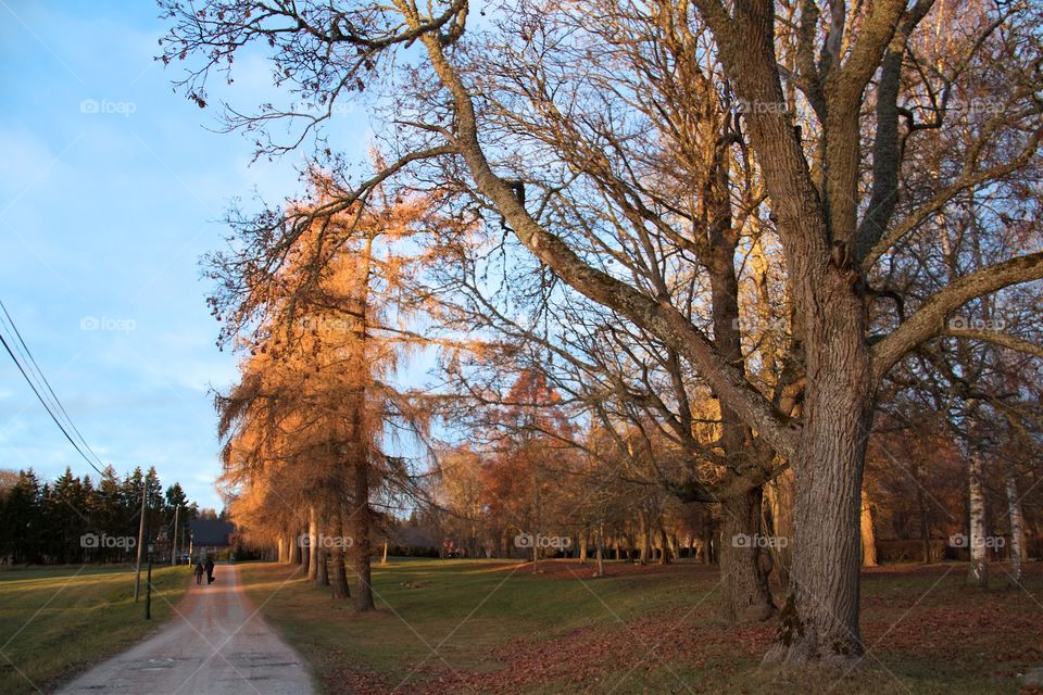 Autumn in the park 