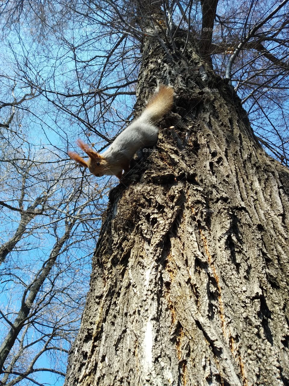 Squirrel