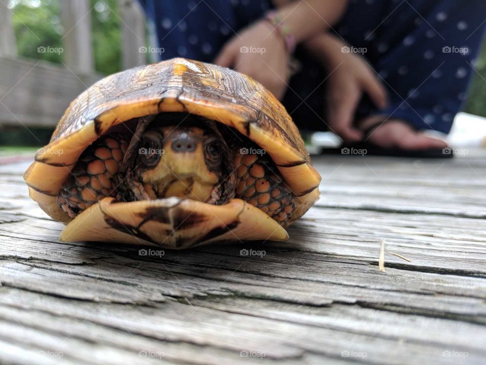 turtle in hiding