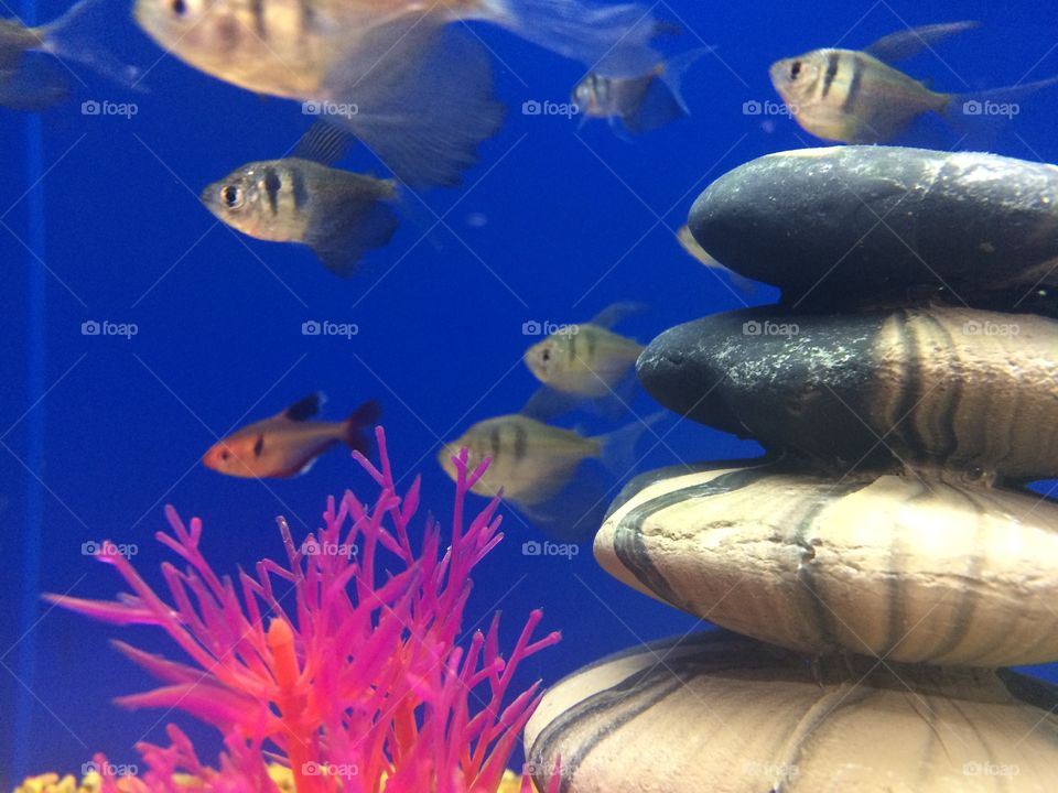 Somethin fishy is goin on around here!