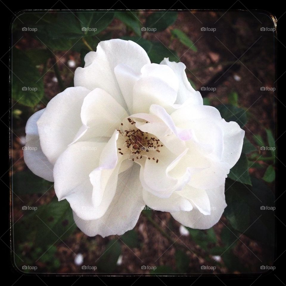 White Flower