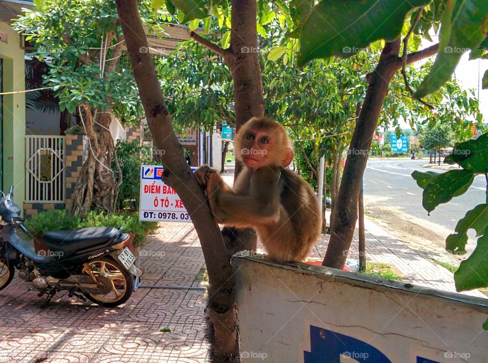 Monkey in Vietnam