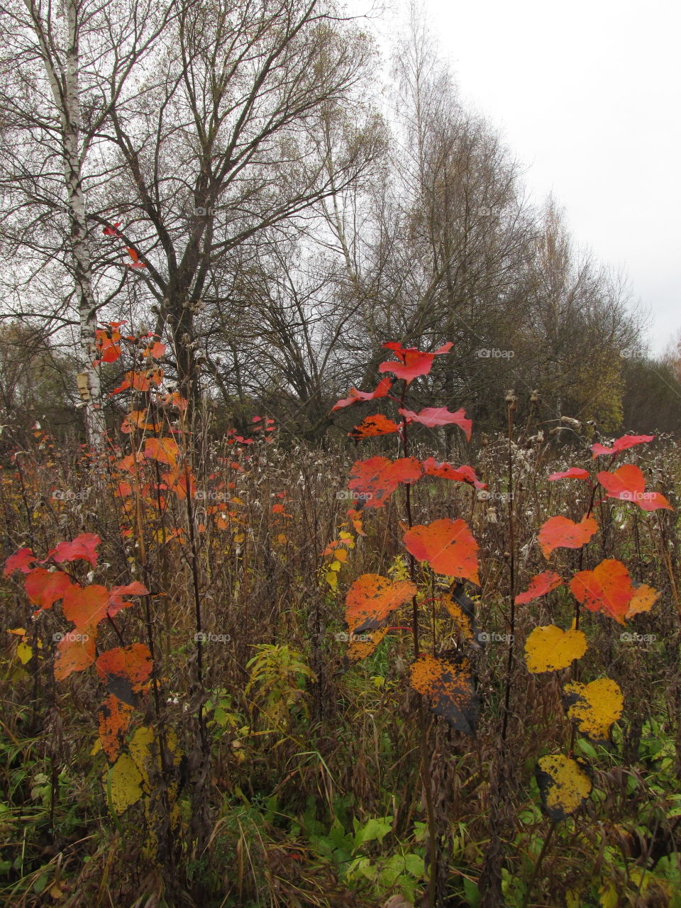 walk in the autumn morning forest. silence and tranquility of nature