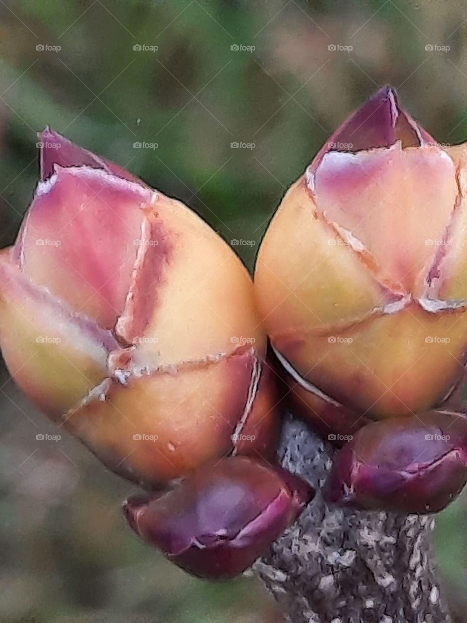 perspective matters - buds of future lilac flowers in autumn garden