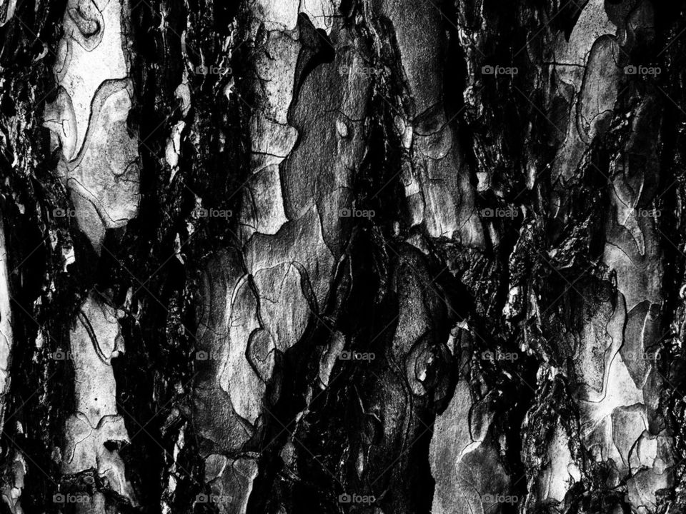 Texture cork of pine 2