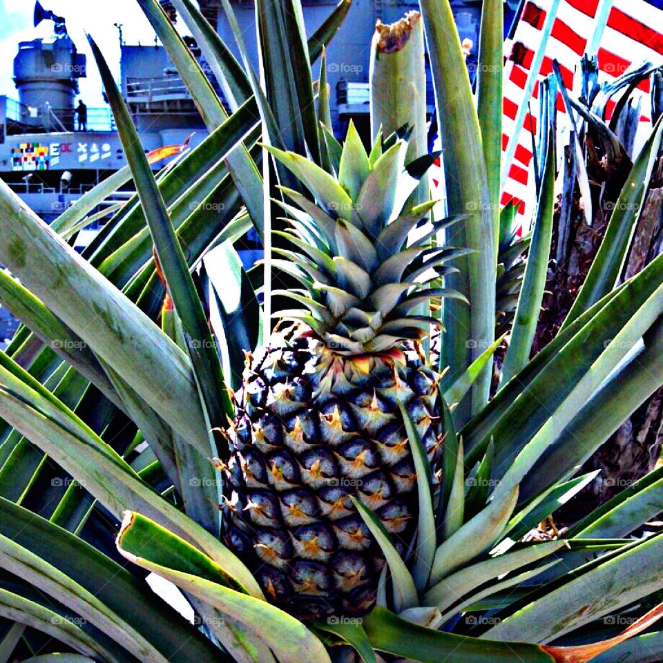 Pearl Harbor pineapple 