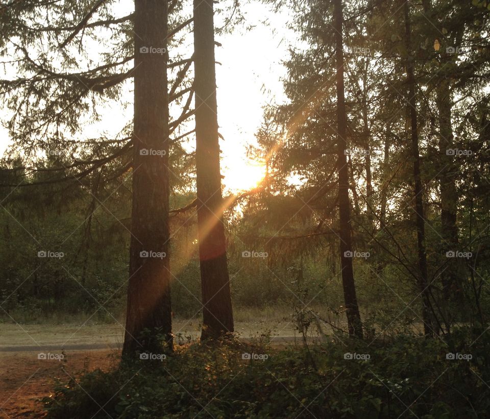 Sunset view in forest