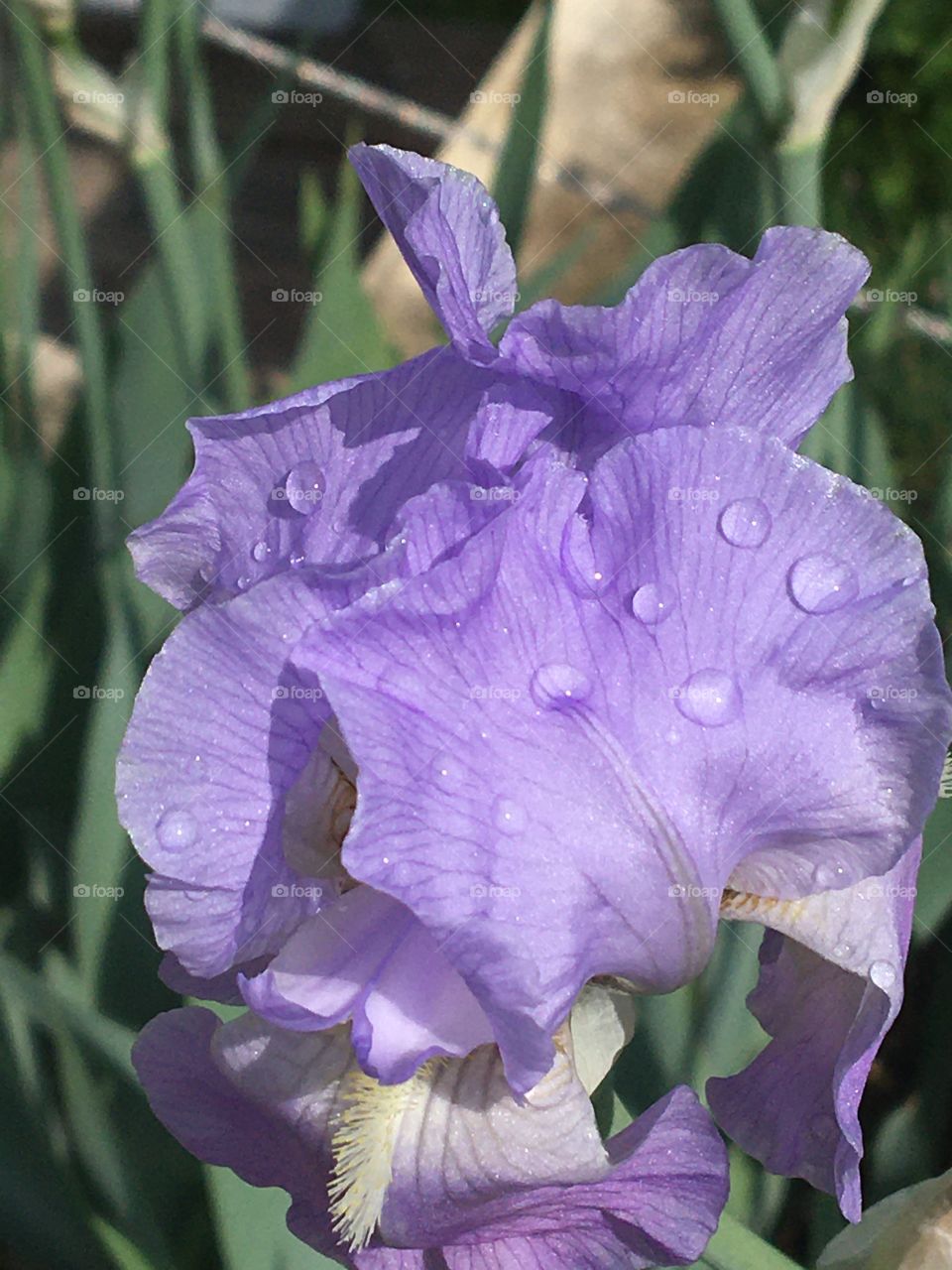 Raindrops on sunny iris