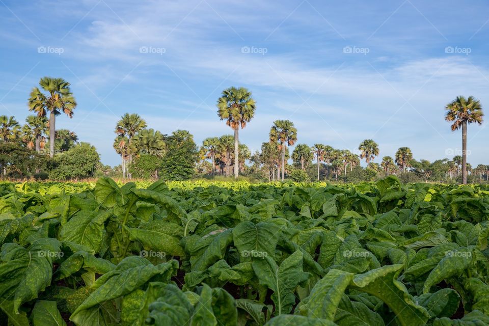 Tobacco farm in the field, Tanzania🇹🇿
