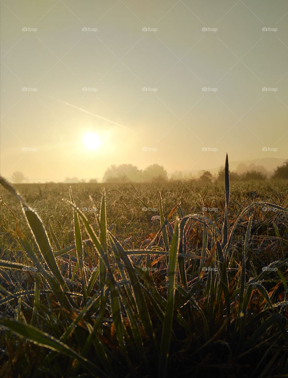 foggy morning