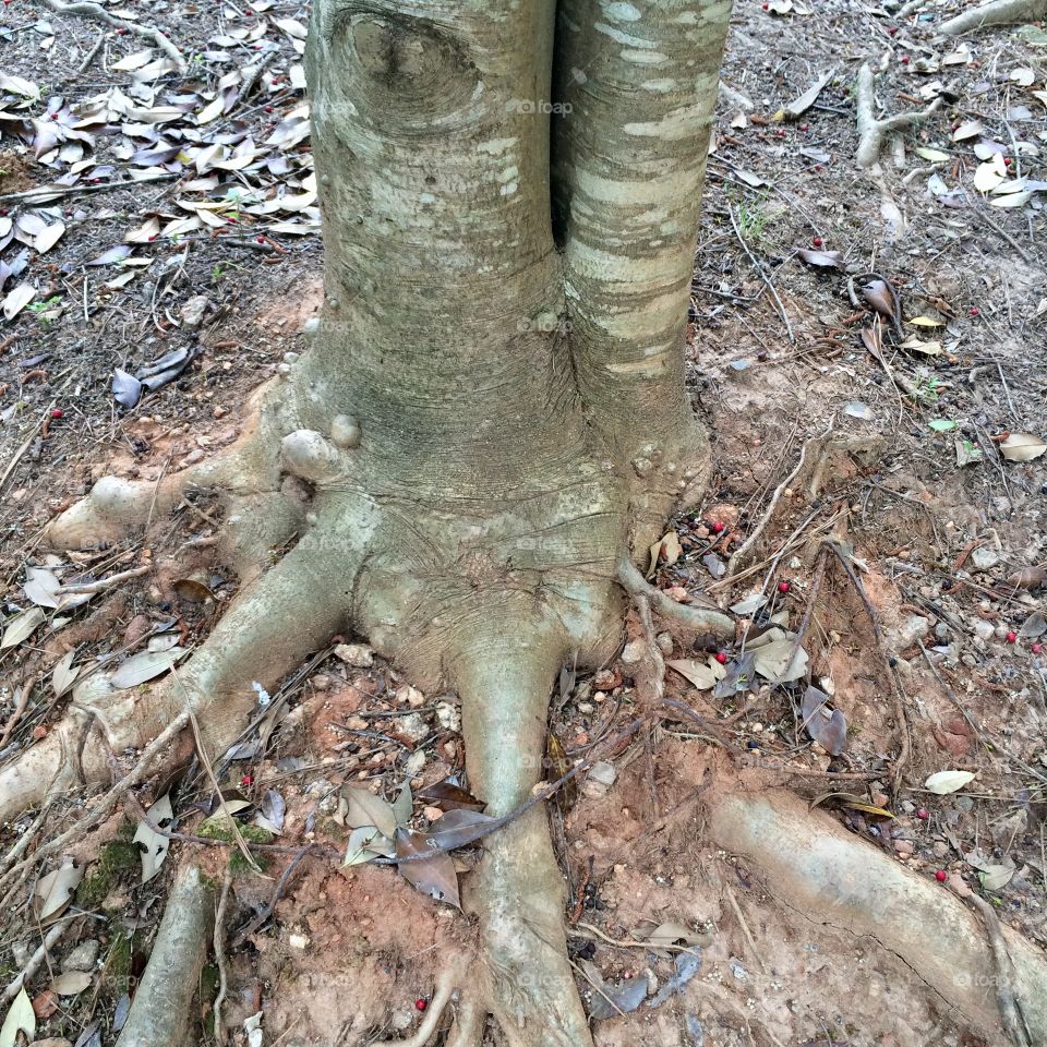 Tree Roots 
