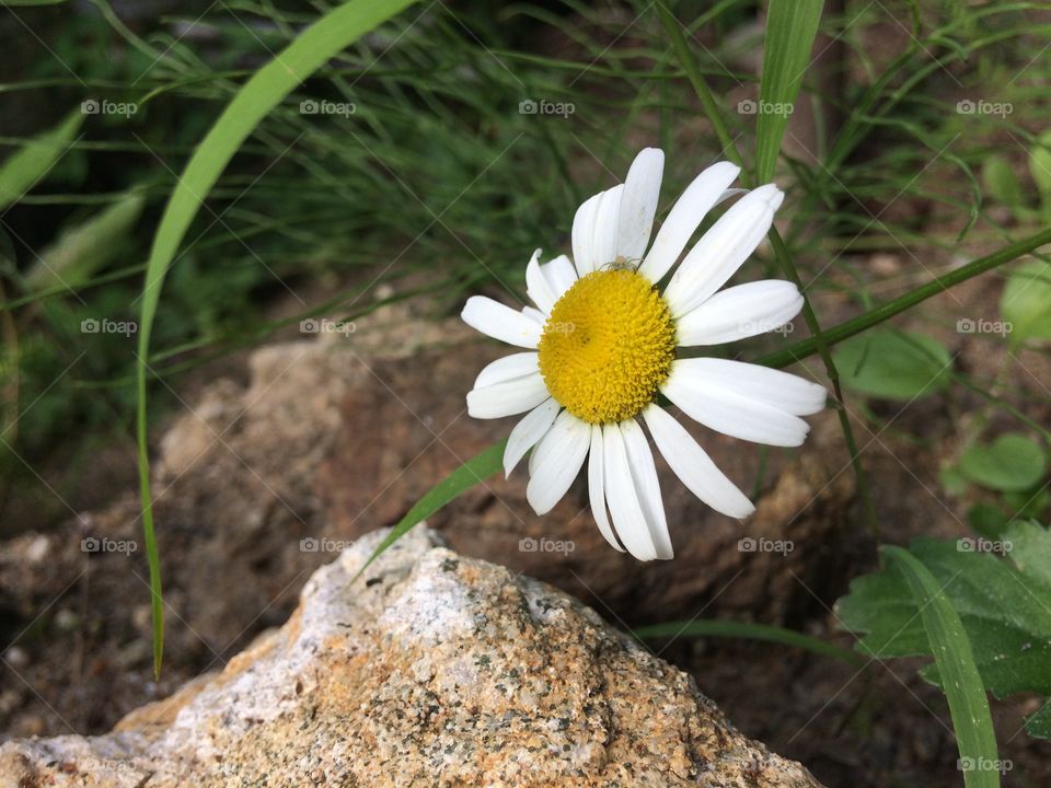 Single Daisy flower 