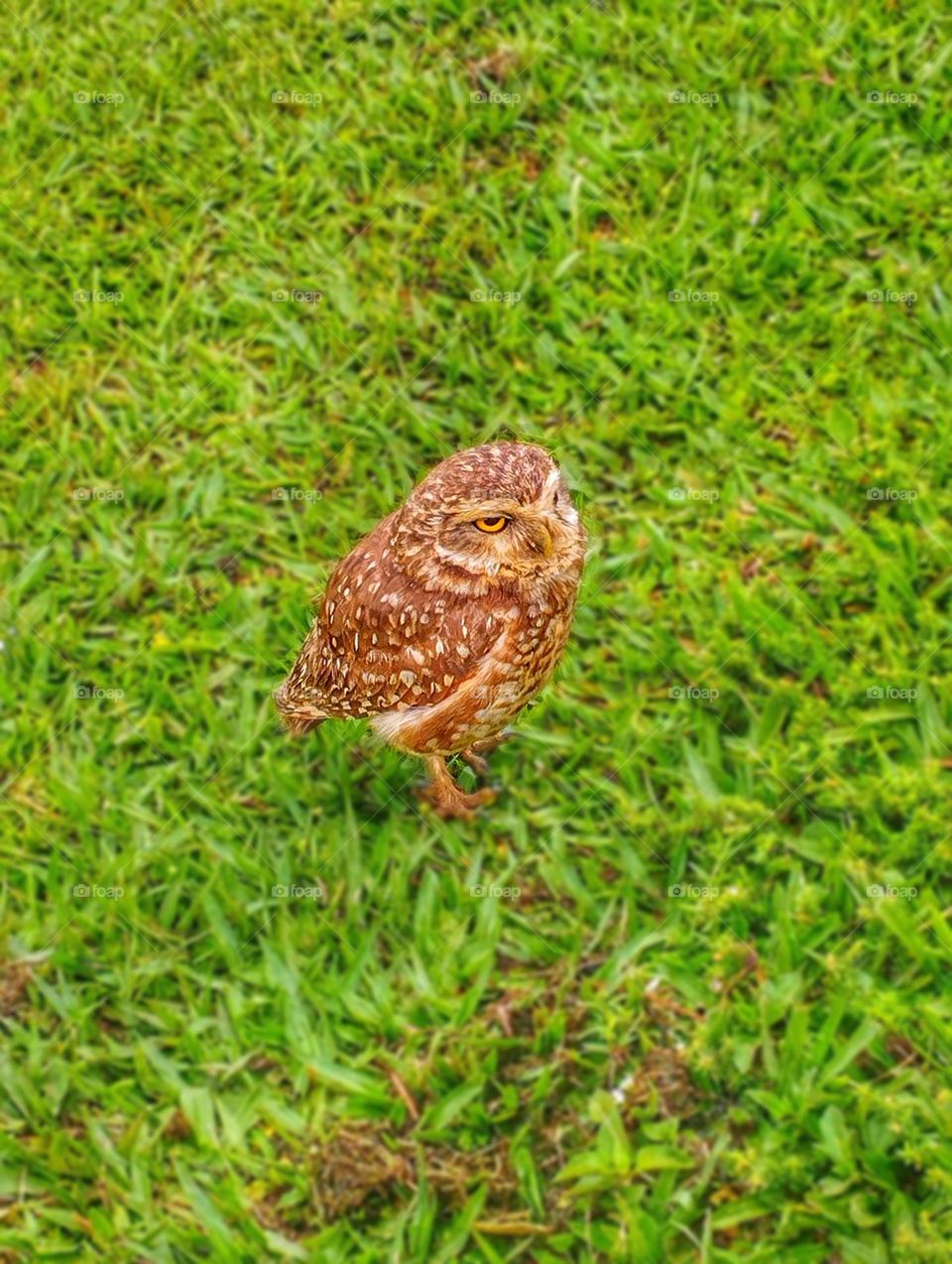 Small Owl