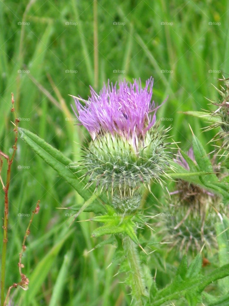 Thistle