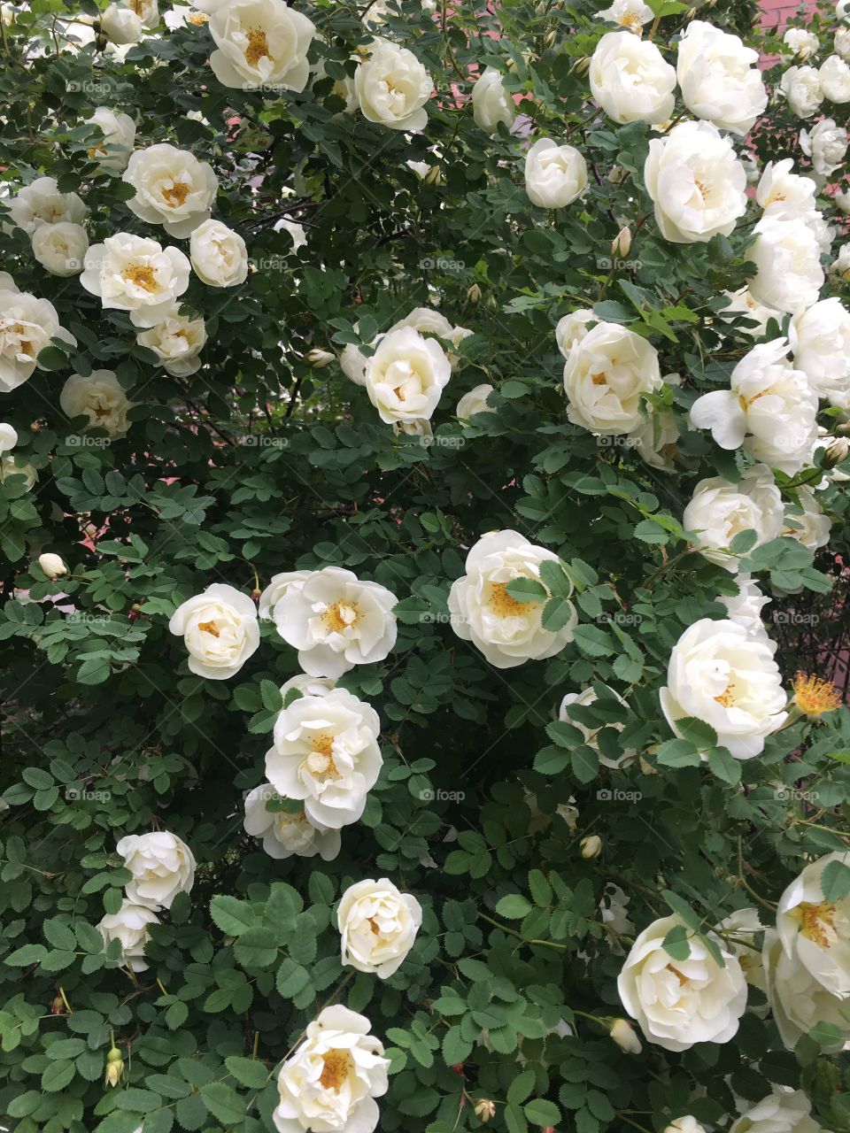 White roses on the bush. 