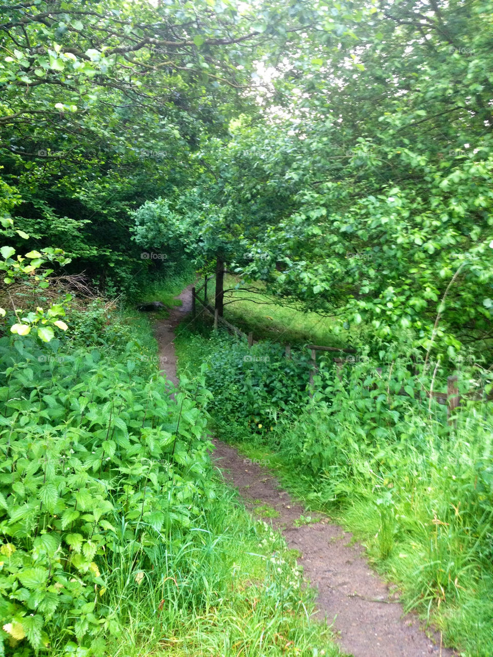 green spring by alorep