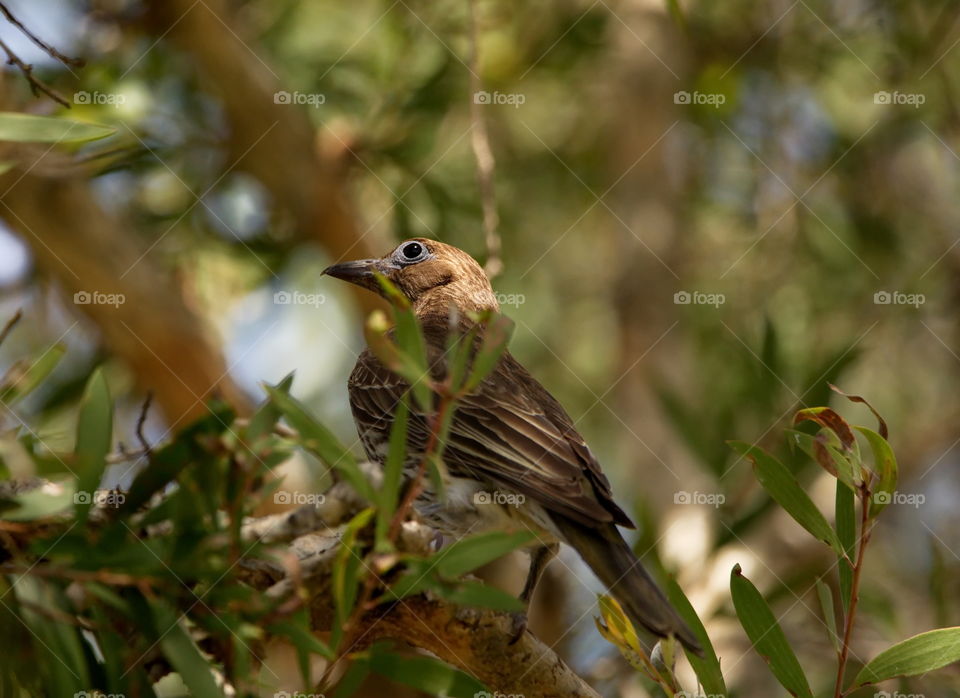 Australasian Figbird