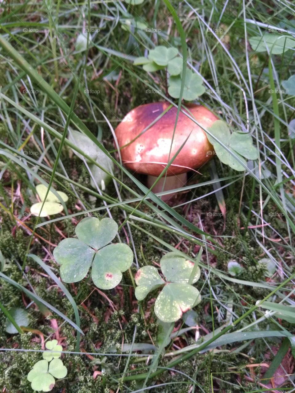 Mushroom under the grass
