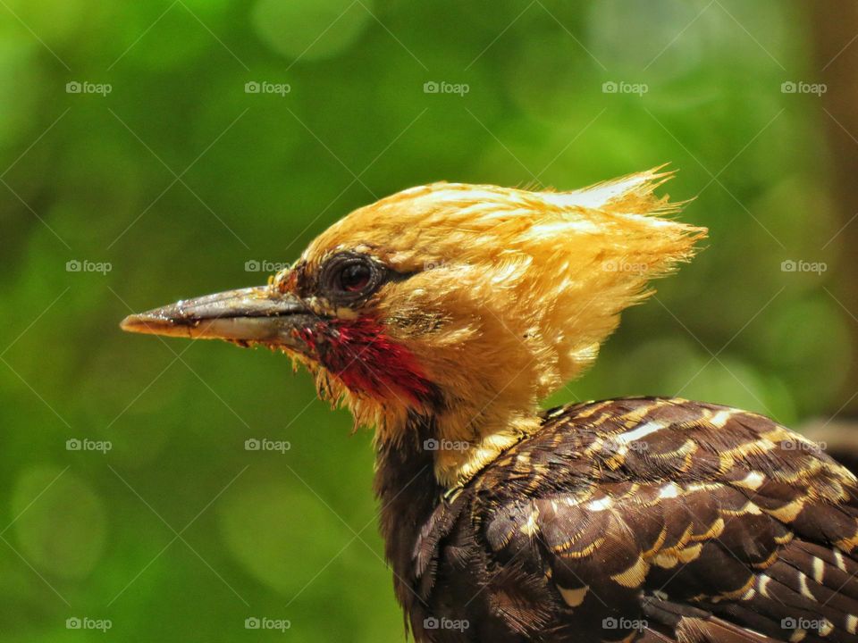 Yellow headed woodpecker enjoying the view