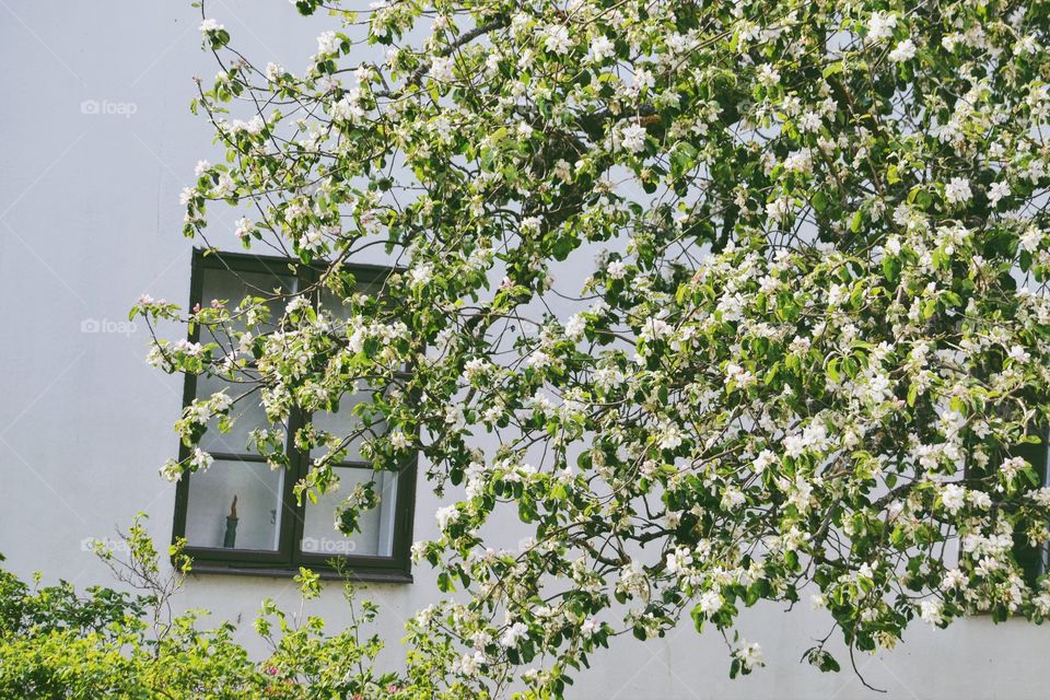 Fruit tree and a white house