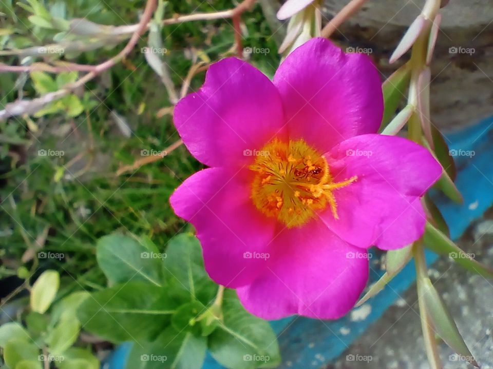 pink flower