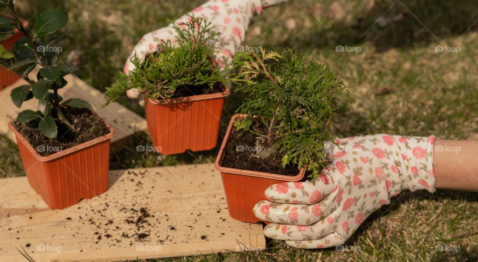 Gardening, woman’s hands with potted plants 