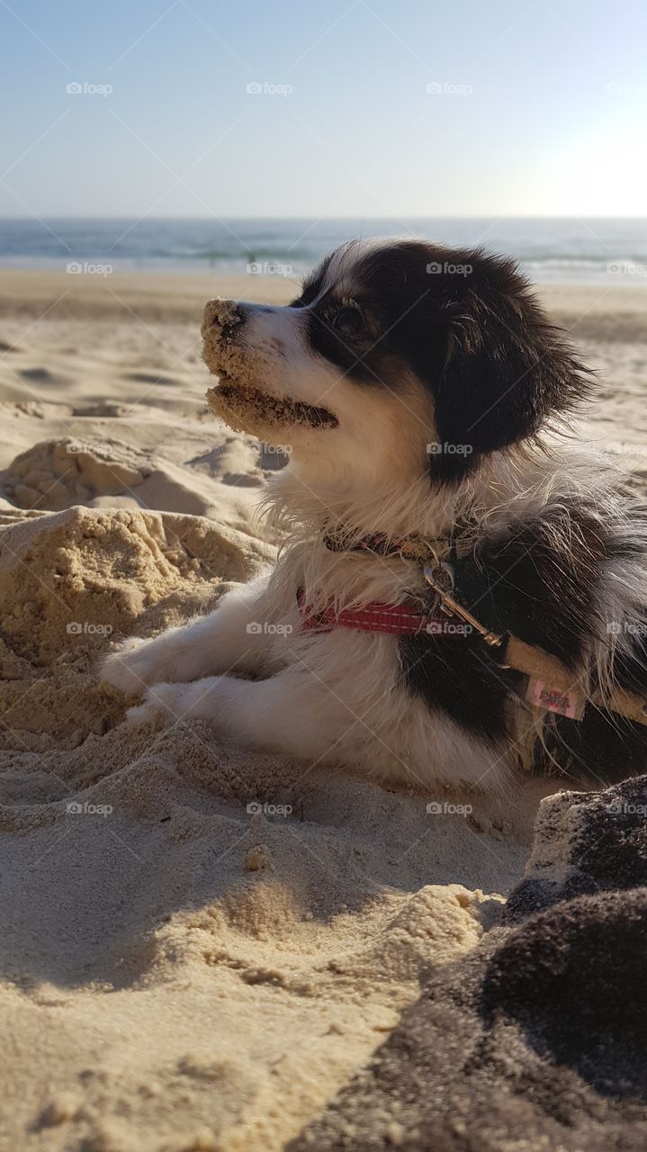 Sand covered puppy