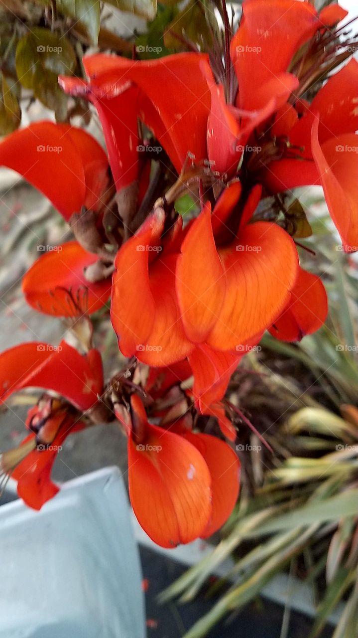 I have no idea what kind of tree this was but the blooms were a beautiful Orange