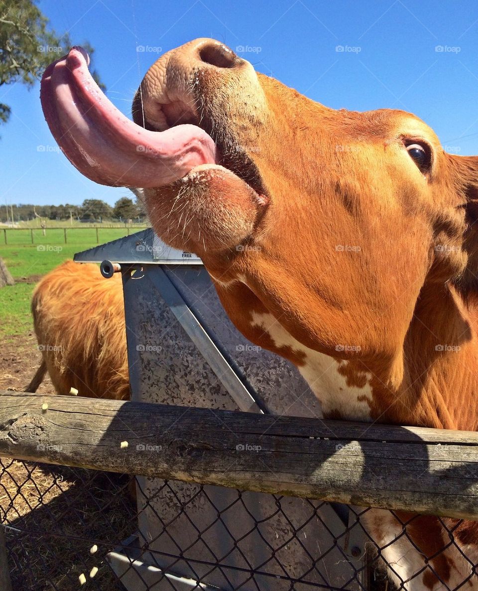 Cow sticking tongue out  
