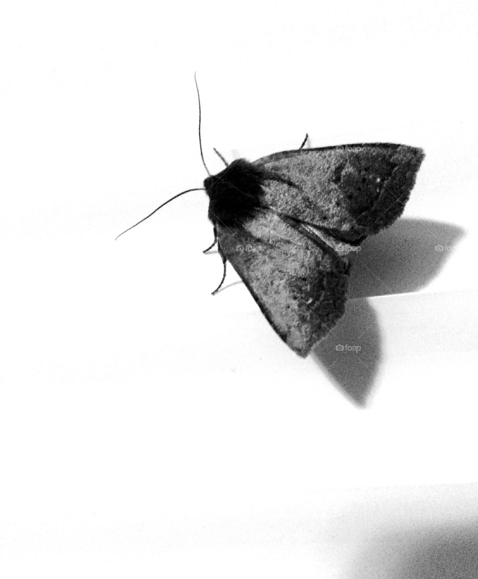 moth