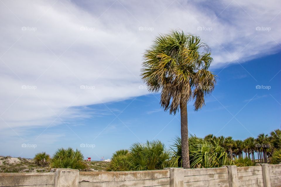 Palm tree and fence near the beach