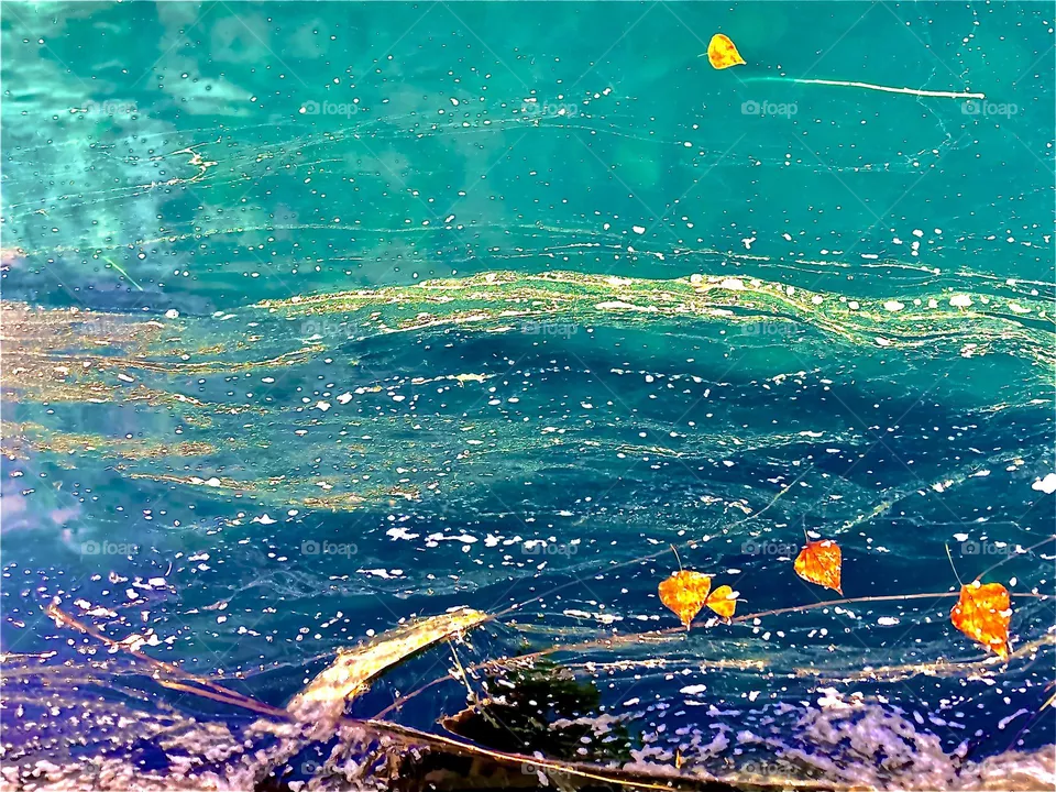 Yellow and white algae swirls floating in pond with leaves 