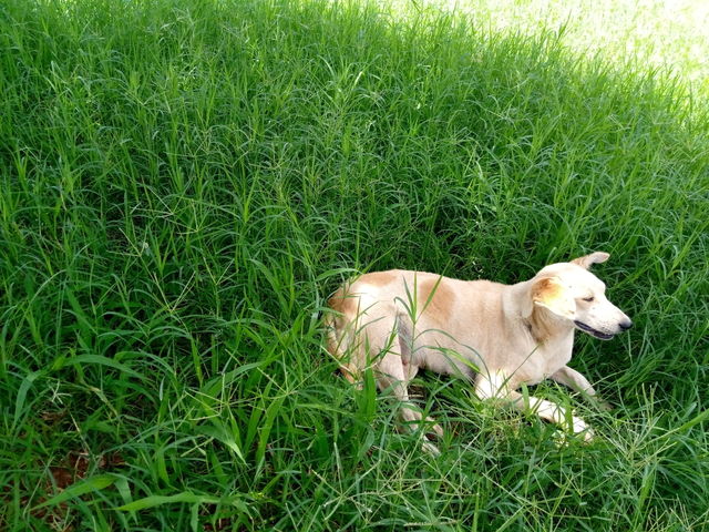 Flora and Fauna